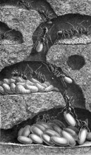 The construction of ants in the earth, an ant burrow, illustration from 1894, reproduction,