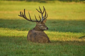 Red deer (Cervus elaphus), with antlers lying in the grass, illuminated by warm light, Germany,