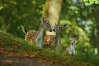 Fallow deer (Dama dama), female, three fallow deer with fawn harmoniously together in the forest,