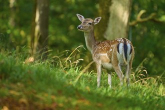 Fallow deer (Dama dama), female, standing attentively in a green forest landscape, Germany, Europe