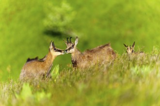 Three chamois standing together in a meadow and interacting with each other, chamois, chamois,