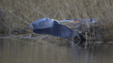 Grey heron (Ardea cinerea), in flight, heron breeding in the reeds behind, Neckar valley,