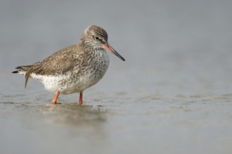 Wadden Sea habitat... Redshank (Tringa totanus), medium-sized limicole, wading bird foraging in the