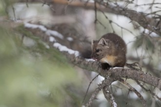 On the hunt... Pine marten (Martes americana) in winter, in snow in a coniferous tree, tense