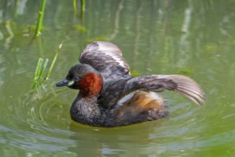Little grebe, dabchick (Tachybaptus ruficollis, Podiceps ruficollis) adult in breeding plumage,