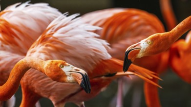 American flamingo, Phoenicopterus ruber, group of birds