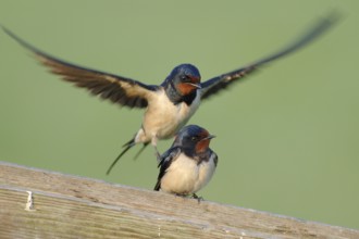 In courtship... Barn swallows (Hirundo rustica) in beautiful light during courtship, pair of barn