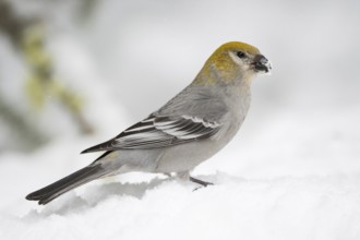 On the ground... Hakengimpel (Pinicola enucleator), female foraging in the snow, also native to