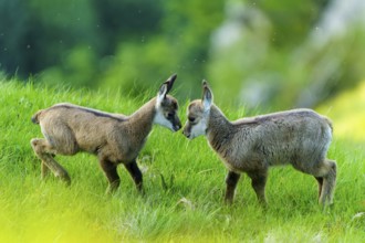Two young chamois in curious confrontation on a green meadow, chamois, chamois, (Rupicapra