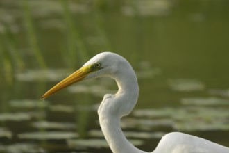 Great White Egret (Ardea alba), Water, portrait, Lower Austria