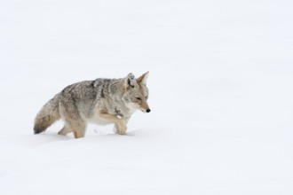 Through the deep snow... Coyote (Canis latrans) struggles through deep snow, the deep winter is