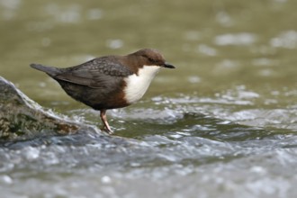 In the shelter of the stones... White-throated Dipper (Cinclus cinclus) foraging in and around