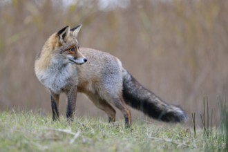 A look back... Red fox (Vulpes vulpes), strong fox in beautiful winter coat standing in a meadow on