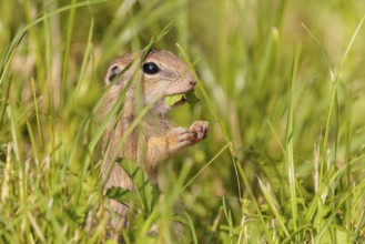 A young European ground squirrel (Spermophilus citellus) or European souslik stands in a meadow