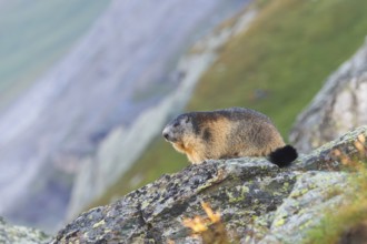 Alpine marmot (Marmota marmota) in autumn, Grossglockner, High Tauern National Park, Austria,