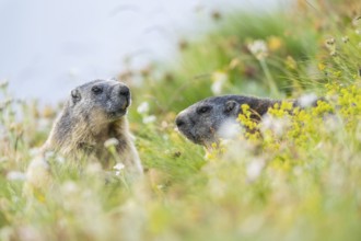 Alpine marmot (Marmota marmota) in autumn, Grossglockner, High Tauern National Park, Austria,