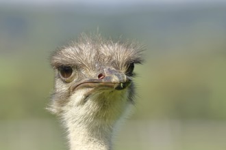 Common ostrich (Struthio camelus), portrait, captive, Rhineland-Palatinate, Germany, Europe