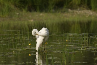 Great White Egret (Ardea alba), water, plumage care, Lower Austria