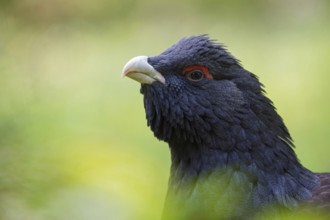 Bold look... Capercaillie (Tetrao urogallus), detailed head portrait, close-up of this beautiful