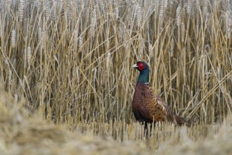 At harvest time... Hunting pheasant (Phasianus colchicus), male pheasant standing in a ripe grain