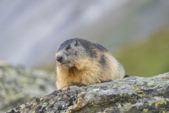 Alpine marmot (Marmota marmota) in autumn, Grossglockner, High Tauern National Park, Austria,