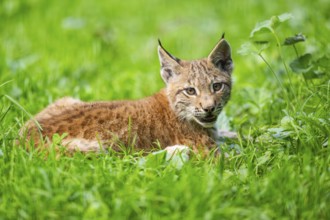Eurasian lynx (Lynx lynx) youngster on a meadow, Bavaria, Germany, Europe