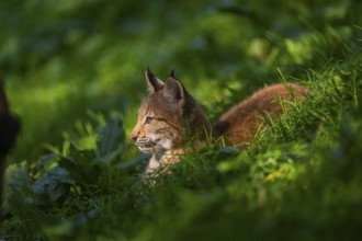 Eurasian lynx (Lynx lynx) youngster on a meadow, Bavaria, Germany, Europe