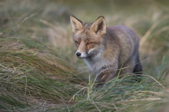 Concentrated... Red fox (Vulpes vulpes), fox hunting in the tall grass of a meadow, Germany,