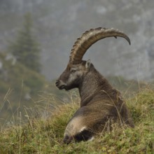 In picturesque surroundings... Ibex (Capra ibex) resting on lush mountain meadows in the Swiss