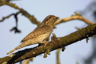 Wryneck (Jynx torquilla) with ant eggs in its beak, looking around attentively, probably wants to