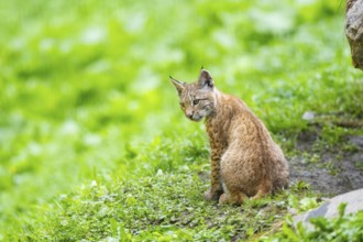 Eurasian lynx (Lynx lynx) youngster on a meadow, Bavaria, Germany, Europe