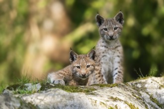 Eurasian lynx (Lynx lynx) youngster on a rock, Bavaria, Germany, Europe