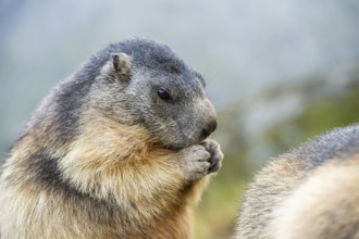Alpine marmot (Marmota marmota) in autumn, Grossglockner, High Tauern National Park, Austria,