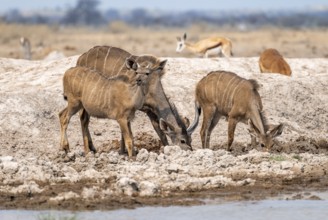 Greater kudu (Tragelaphus strepsiceros), group, drinking at waterhole, Nxai Pan National Park,