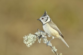 Crested Tit (Lophophanes Scalloped ribbonfish), on a branch overgrown with lichen, Wilnsdorf, North
