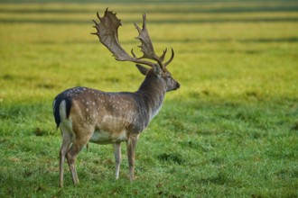Fallow deer (Dama dama), in standing position with lateral view on a large meadow, Germany, Europe