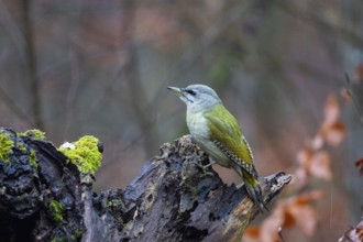 Grey-headed Woodpecker (Picus canus) wbl Germany
