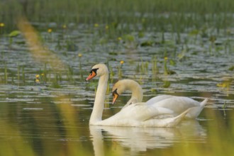 Mute swans (Cygnus olor), juvenile, water, Lower Austria