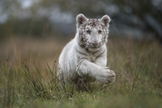 Leaping... Royal Bengal tiger (Panthera tigris tigris), rare white variety, young cat of prey,