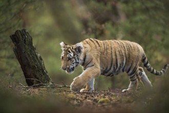 In the middle of the forest... Royal Bengal tiger (Panthera tigris), also known as Indian tiger or