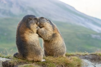 Alpine marmot (Marmota marmota) in autumn, kissing, Grossglockner, High Tauern National Park,