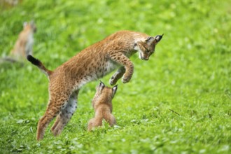 Eurasian lynx (Lynx lynx) youngster on a meadow, Bavaria, Germany, Europe