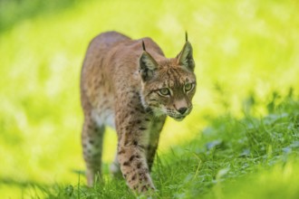 Eurasian lynx (Lynx lynx) on a meadow, Austria, Europe