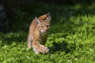 Eurasian lynx (Lynx lynx) youngster on a meadow, Bavaria, Germany, Europe