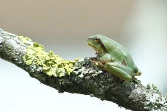 European tree frog (Hyla arborea) sitting on a lichen-covered branch in its natural environment,