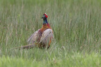 Pheasant, hunting pheasant (Phasianus colchicus), adult male bird during mating call in a meadow,