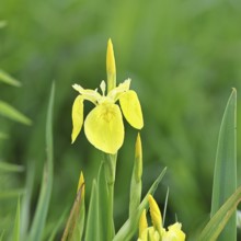 Marsh iris (Iris pseudacorus), yellow flower in a pond, Wilnsdorf, North Rhine-Westphalia, Germany,