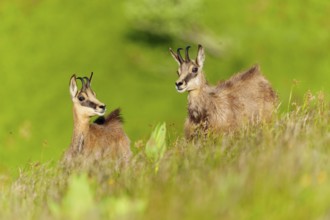 Young chamois exploring a green spring meadow in a natural environment, chamois, chamois,