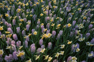 A densely planted field of yellow daffodils and pink hyacinths, Keukenhof, Lisse, province of South