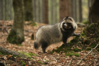 Attentive... Raccoon dog (Nyctereutes procyonoides) in the forest, also called fruit fox, neozoan,